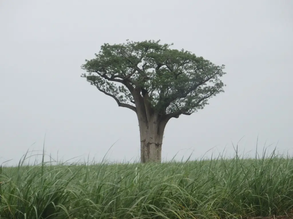 sugar cane industry hippo valley